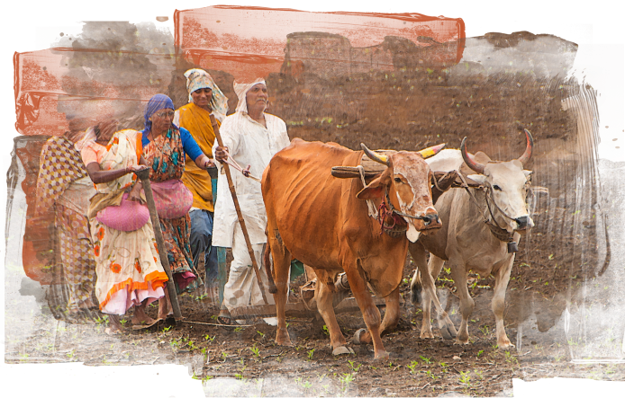 Banner image of farmers ploughing with desi cows.