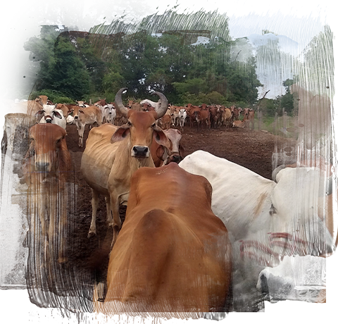 Banner image showing a herd of desi cows gazing in the field.