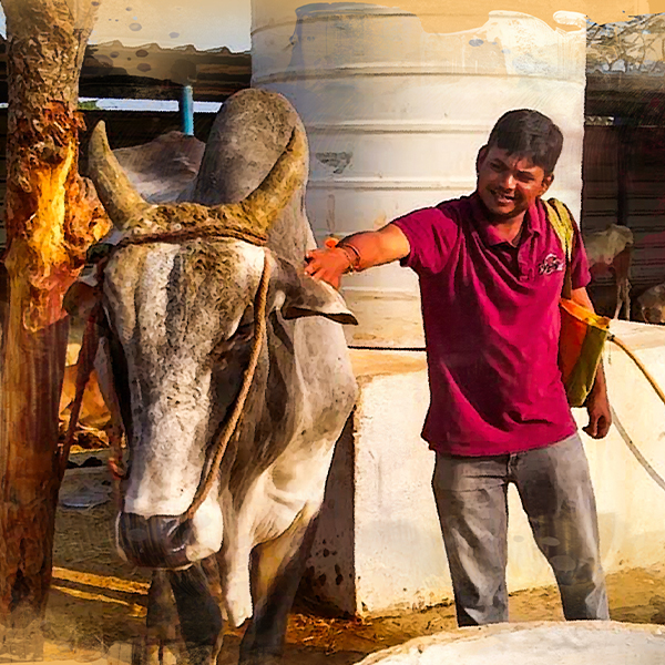 A volunteer taking care of a desi cow.