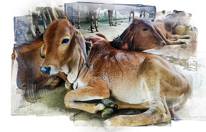 Banner image of desi calves in the shed.