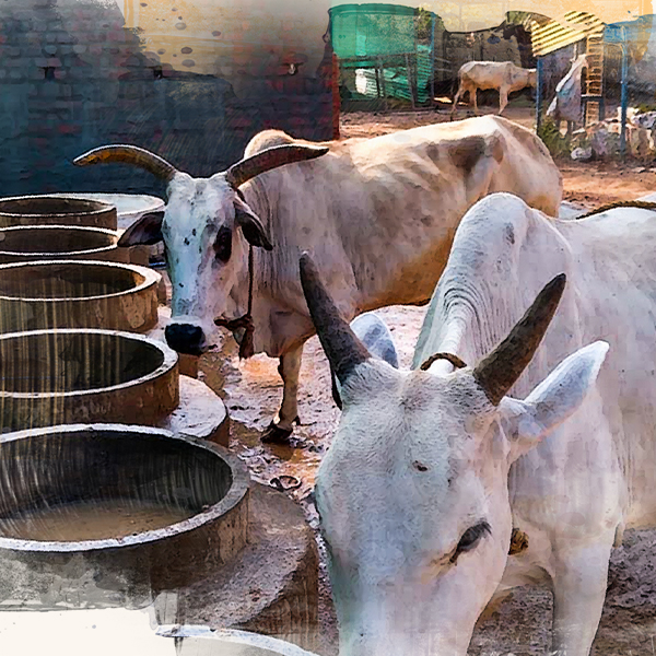 Desi cows near the feeding tank.