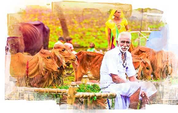 A farmer amidst desi cows.