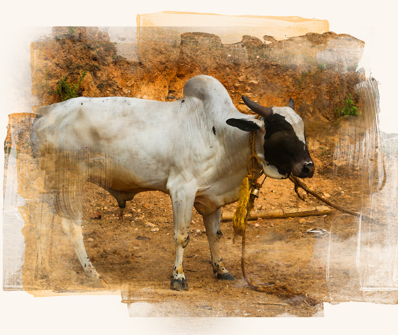 Image of desi bull with rope.
