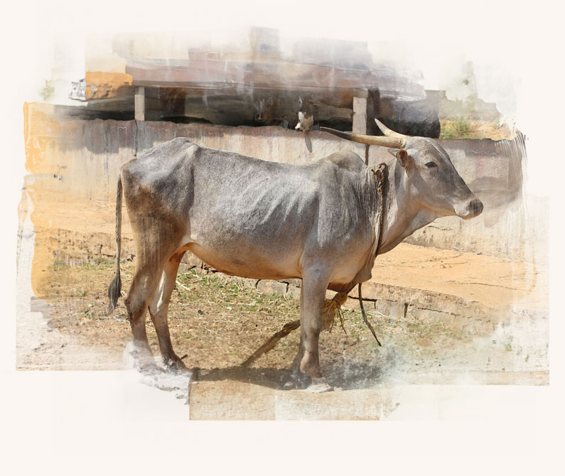 Image of desi cow with rope.