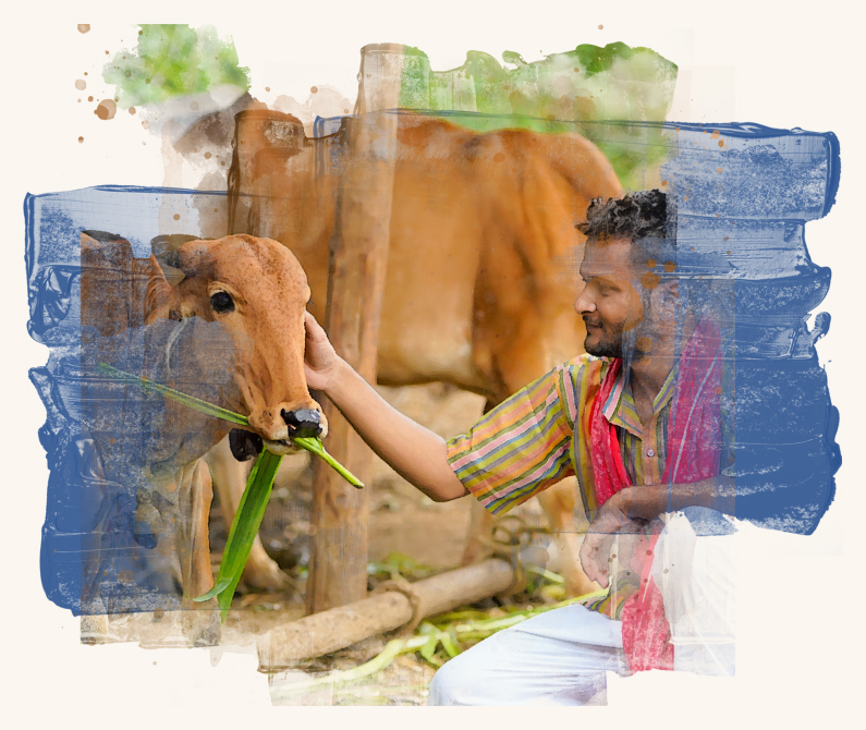 A volunteer patting a cow.